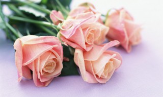 盆栽香槟玫瑰怎么养 香槟玫瑰盆栽养殖