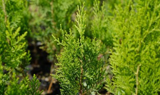 侧柏是什么植物 侧柏是什么植物类群