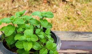 薄荷盆栽好还是水培好（盆栽薄荷可以水培吗）
