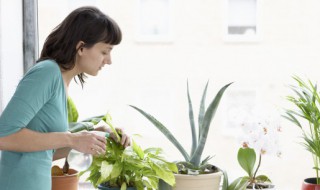 盆栽太阳花怎样过冬（太阳花怎么过冬天）