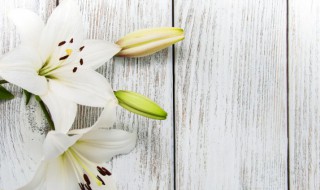 百合是两性花吗（百合花是有性生殖）
