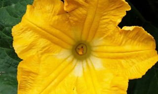 南瓜花有花瓣吗 南瓜花有没有花瓣