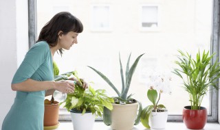 怎样给盆栽施肥（如何给盆栽施肥）