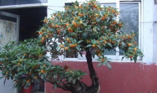 桂花树可以盆栽吗（桂花树适合栽哪里）