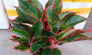 万年红水养怎么养（万年红水培植物怎么养）