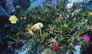 掐不死花的养殖方法（掐不死是什么花）