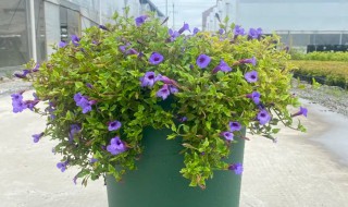 吊草的养殖方法如下(吊兰花怎么养)