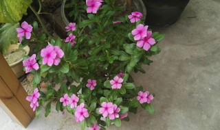 五彩梅的养殖方法 五彩梅花的养殖方法