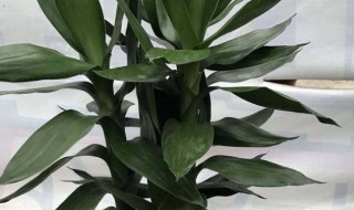 养什么旺财运（家里养什么花旺财又对身体好）