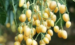 黄皮的皮和核能吃吗 黄皮的核可以直接吃吗