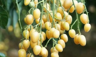 黄皮的皮和核可以吃吗 黄皮的皮和核能吃吗