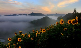 盆栽向日葵种植时间和方法 观赏向日葵的种植时间和方法