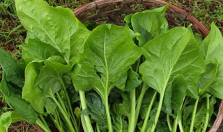 素炒菠菜怎样炒好吃（素炒菠菜怎么炒好吃窍门）