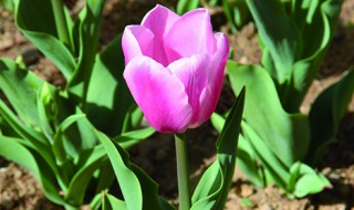 郁金香怎么养在花瓶（郁金香的花怎么养）