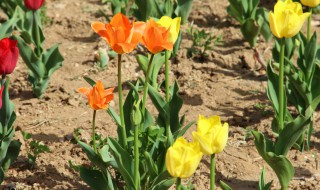 郁金香怎么繁殖 郁金香怎么繁殖可以变多