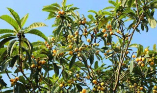 枇杷果树种植方法（枇杷果怎么种植技术）