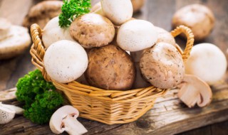 白蘑菇的家常做法（肉炒白蘑菇的家常做法）