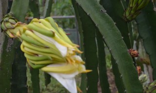 霸王花什么季节吃好（霸王花适合什么季节吃）