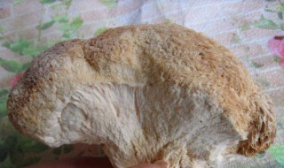 猴头菇干怎么泡发 干猴头菇怎么快速泡发