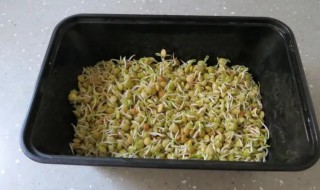 扁豆怎么样快速出苗 扁豆出苗后管理
