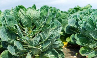 抱子甘蓝适合哪些地方种植 抱子甘蓝北方可以种植吗