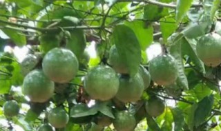 百香果高效种植技术讲解（盆栽百香果种植技术与管理）