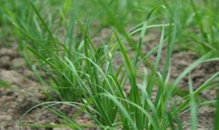 夏季韭菜种植管理注意事项 韭菜种植需要注意事项