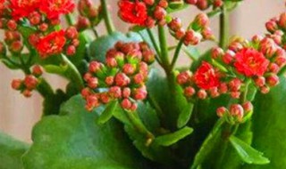 可乐能延长花期吗 可乐可以延长时间吗