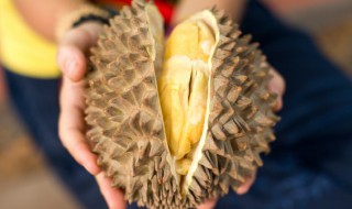 榴莲有点硬是不是没熟 榴莲有点硬是不是没熟吃了会怎样