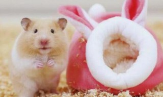 仓鼠怕冷吗多少度气温合适 仓鼠可以在多少度不冷