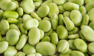 盆栽蚕豆的种植方法和时间 蚕豆的种植步骤