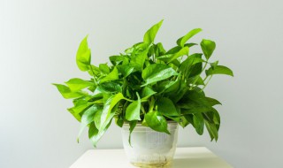 饲养金鱼可以在鱼缸里放绿萝吗 金鱼缸中可以放绿萝吗一起养吗