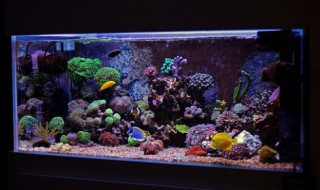 什么木头都可以放在鱼缸里面吗（什么木头可以放到鱼缸里）