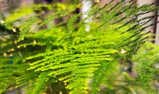 文竹属于什么类的植物（文竹是哪一类植物）