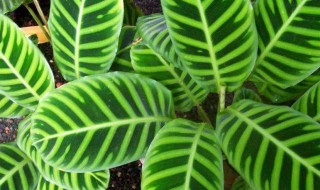 竹芋类植物有哪些 竹芋是草本植物吗