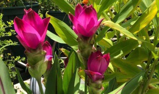 姜荷花种球怎么种植方法（姜荷花怎样种植）