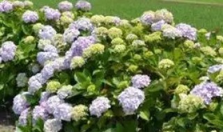 种植绣球花的方法是什么 绣球花的栽培技术和方法