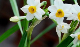 水仙花种球怎么种植方法 水仙花种球怎么水培种植方法