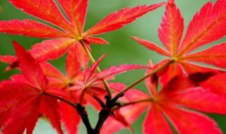 四季红枫种子种植方法（四季红枫树苗）