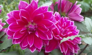 如何养殖山芋花（香芋花养殖方法）