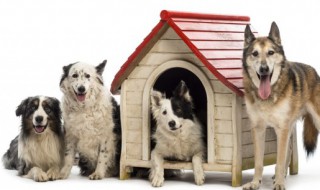 土狗可以放在室内养吗（土狗养在屋里还是在外面）