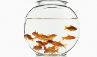 乌龟能与鱼一起放在鱼缸里吗(鱼缸里面可以和乌龟一起养的宠物)