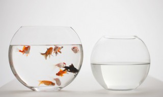 鱼缸里可不可以放沙子 鱼缸里需要放沙子吗