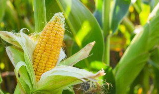 玉米种植怎么浇水(玉米地怎么浇水)