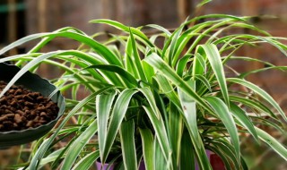 吊兰怎么养才能更茂盛 怎样养吊兰才能茂盛