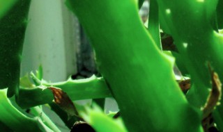 雪花芦荟可以放在室内养吗有毒吗（雪花芦荟好养吗）