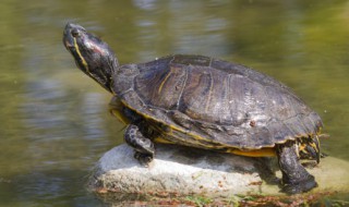 水龟可以晒太阳吗（养龟水为什么要太阳晒）