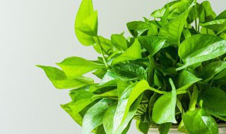 耐阴的水培植物有哪些 耐水耐阴的植物