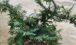 哪一种植物被称为植物中的熊猫 哪一种植物被称为植物中的熊猫是指