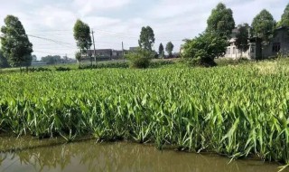 能吃的水生植物慈菇如何种植 慈菇可以水培吗